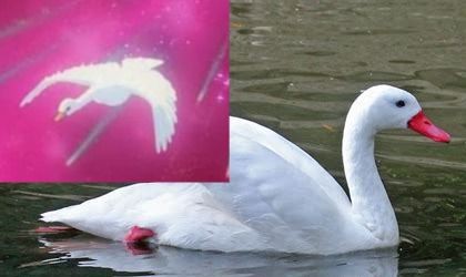 Photo of a swan beside a screenshot of Lalah's swan form.